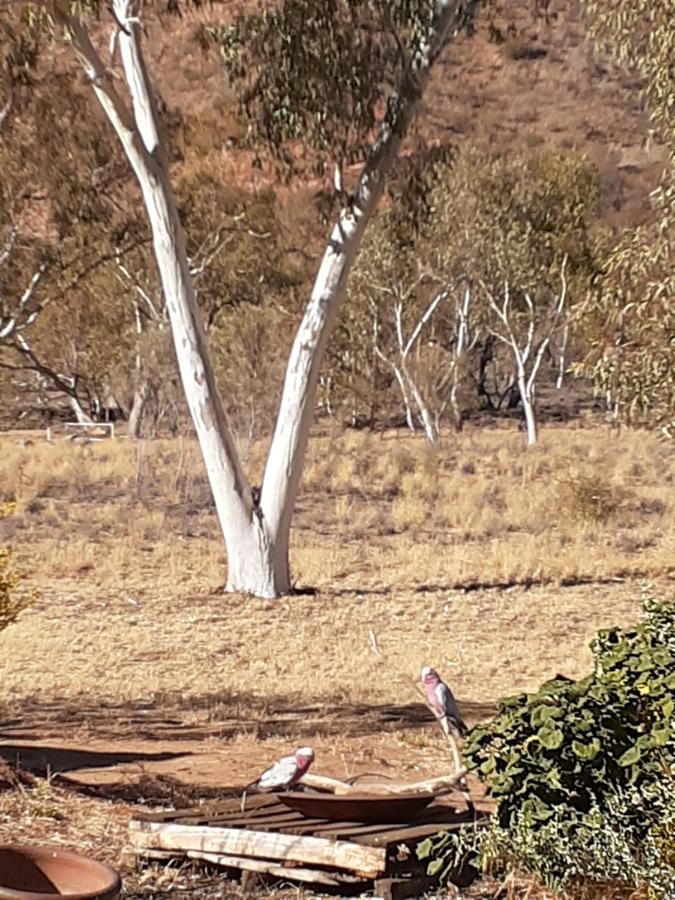 Squeakywindmill Boutique Tent B&B Alice Springs Extérieur photo